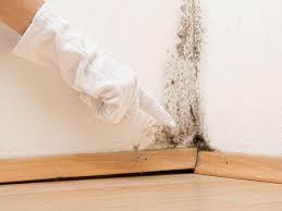 Best Basement Mold Removal  in Fairfax, VA